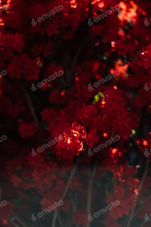 Preview: Tree with red flowers