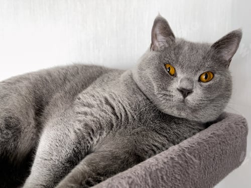Preview: A beautiful domestic Shorthair cat with yellow eyes