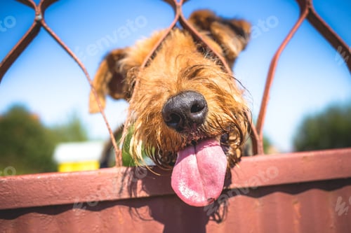 Preview: dog, pet, terrier, dogs