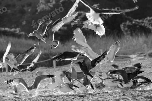 Preview: Greyscale shot of seagulls on the beach during daytime