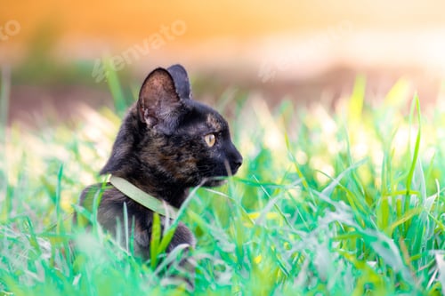 Preview: Selective focus of an adorable black and patterned cat on the grass