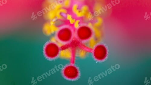 Preview: Inside a flower, macrophotography