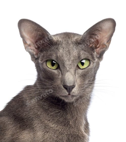 Preview: Close-up of an Oriental Shorthair looking at camera against white background