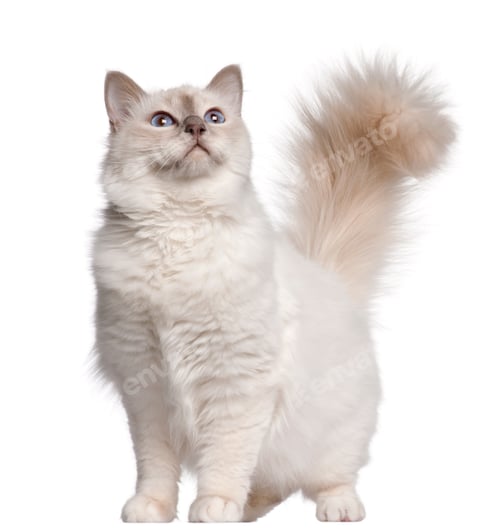 Preview: Birman cat, 11 months old, standing in front of white background