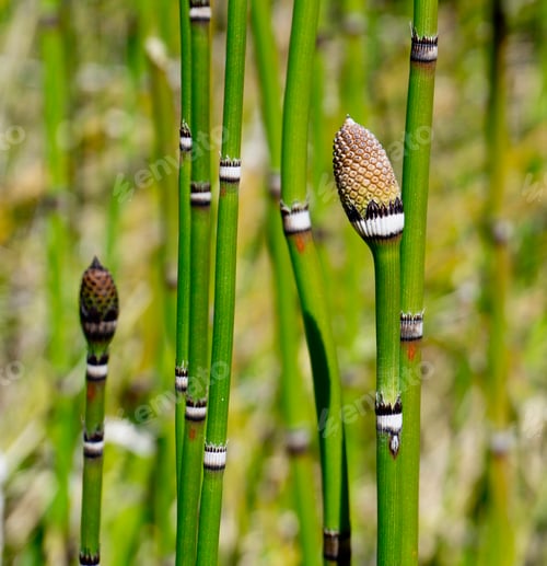 Preview: Closeup of a horsetail reed