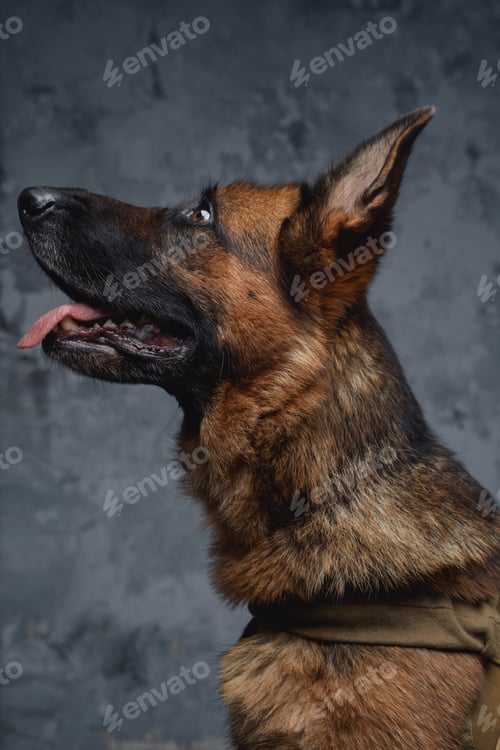 Preview: Headshot of purebred german shepherd against dark background