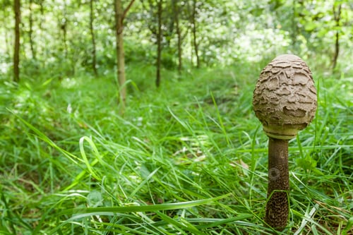 Preview: Small parasol fungus on forest