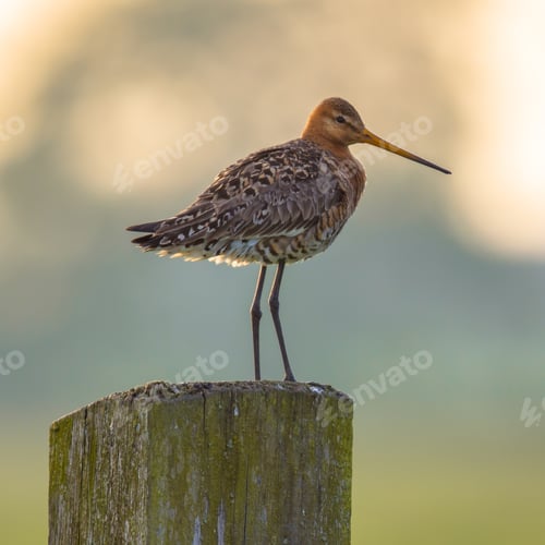 Preview: Black-tailed Godwit on post with pastel colored background