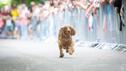 Preview: cute dog running at dog speed race
