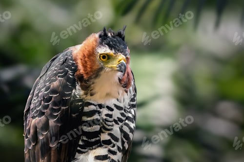 Preview: Ornate Hawk-eagle (Spizaetus ornatus) - Bird of Prey