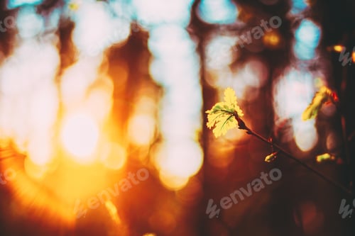 Preview: Sunset In Spring Forest. Young Leaf In Sunlight