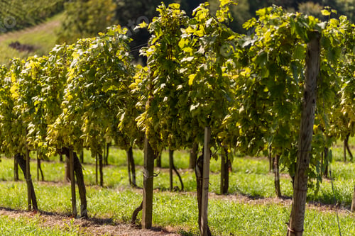 Preview: Crops of white grape plants cultivated for wine. Autumn time in Austrian vineyards