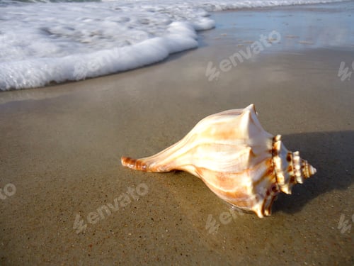 Preview: Conch shell laying on the beach just beyond the reach of the surf in the morning