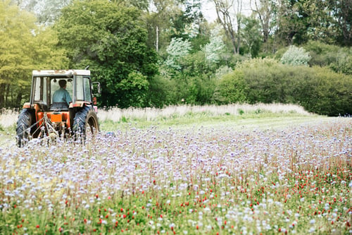 Preview: A tractor cutting a swathe through tall grasses and flowers in a field.