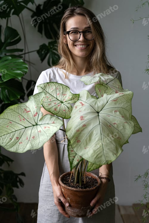Preview: Happy woman gardener in a grey linen dress, holding flower caladium houseplant at home
