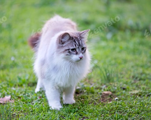 Preview: birman cat in nature