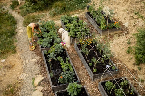 Preview: Eco-friendly garden in the mountains