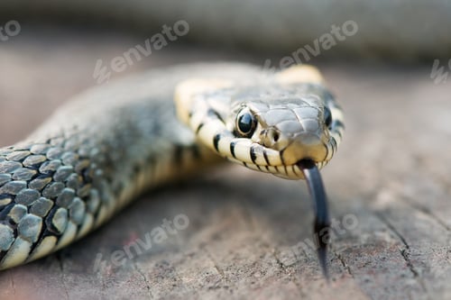 Preview: snake