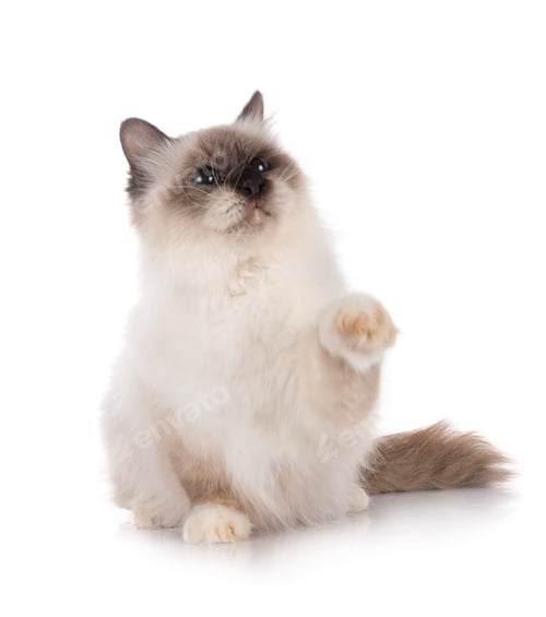Preview: birman cat in studio