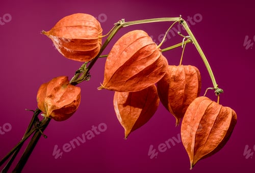 Preview: Physalis on a pink background