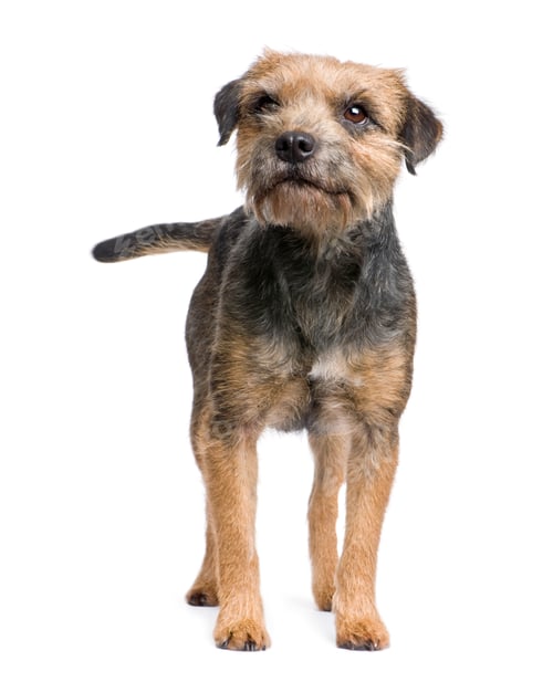 Preview: Border terrier