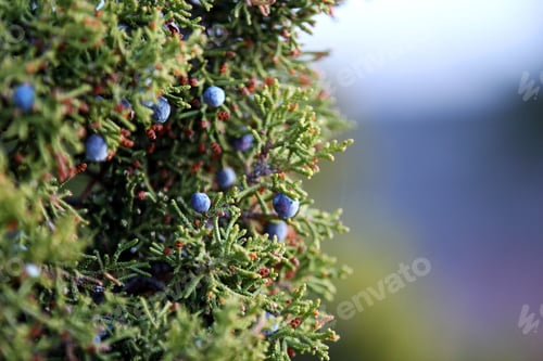 Preview: Closeup shot of berries on a bloomed Common juniper