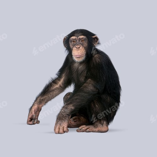 Preview: Young chimpanzee sitting and looking forward on a gray background