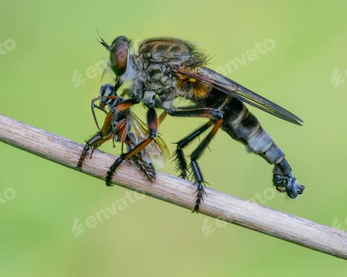 Preview: robber fly with prey