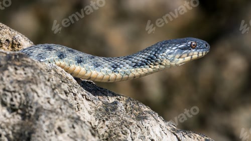 Preview: Beautiful water snake in natural habitat
