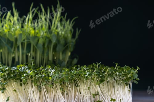 Preview: Different microgreens varieties domestic cultivation. Two types of microgreen sprouts on black wall