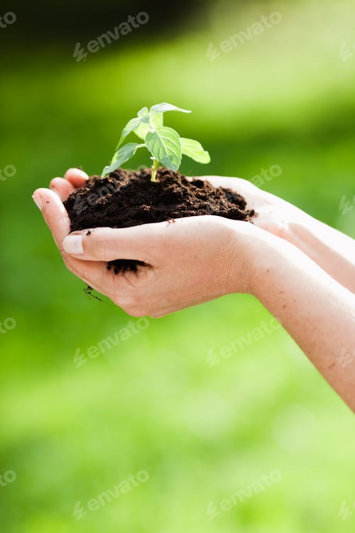Preview: woman holding sapling in heap of earth