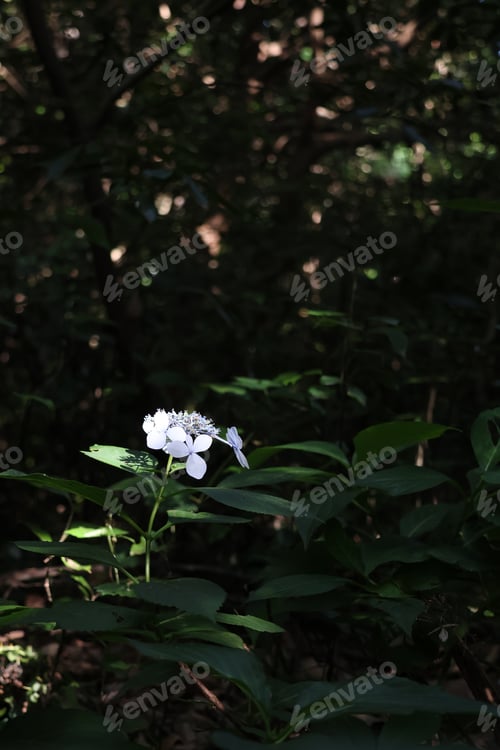 Preview: hydrangea in jeju island