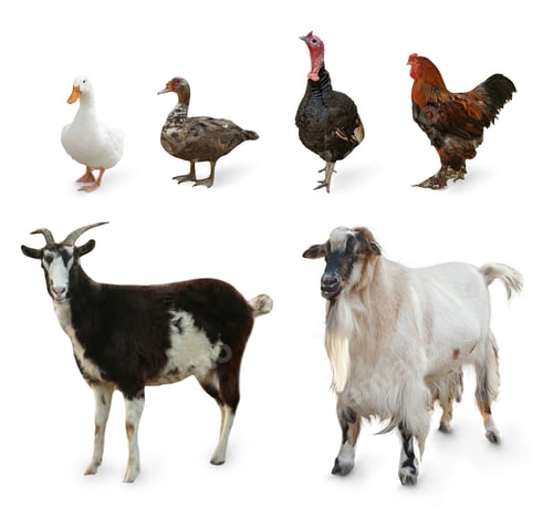 Preview: Different farm animals on white background, collage