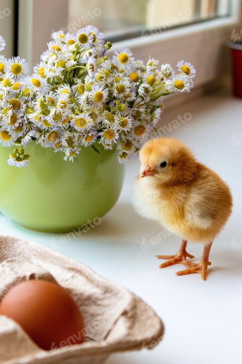 Preview: One small red-haired chicken on the background of a green mug with flowers