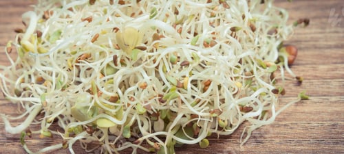 Preview: Alfalfa and radish sprouts as healthy addition to sandwiches. Source vitamins and minerals