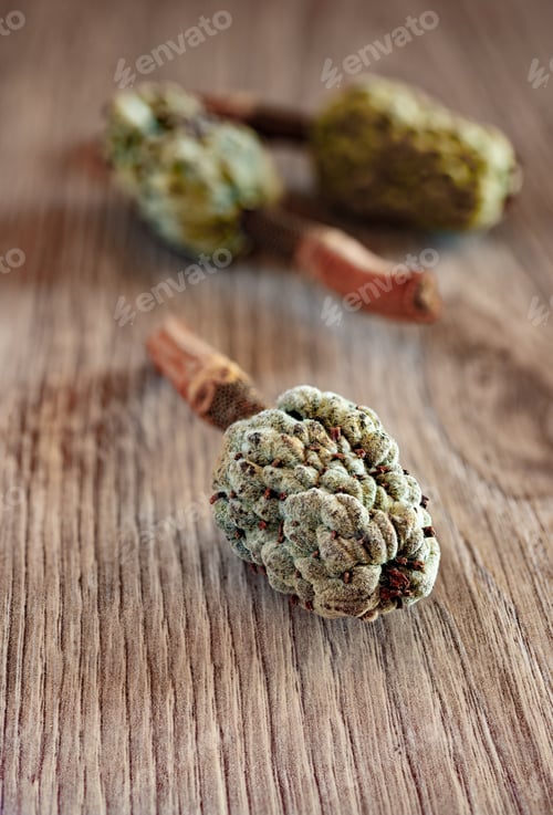 Preview: fruits of the magnolia tree