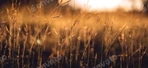 Preview: Morning mist on meadow and forest