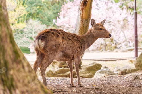 Preview: Young deer relaxing under cherry blossom in Nara Park, Japan