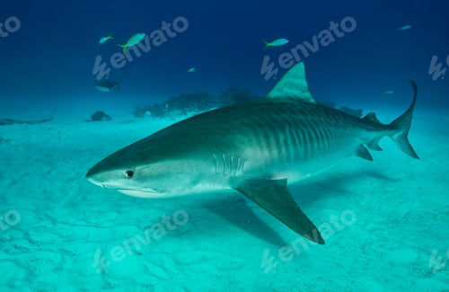 Preview: Tiger shark swimming on seabed, Tiger Beach, Bahamas