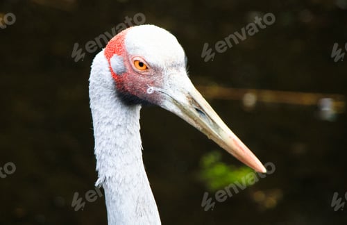 Preview: Brolga Bird Head Up Close in Australia