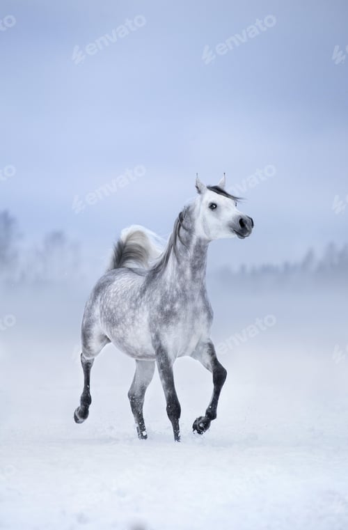 Preview: arabian, horse, mare, stallion, riding