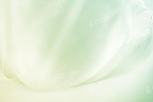 Preview: Sweet Color Rose Petal In Soft And Blur Style On Mulberry Paper Texture