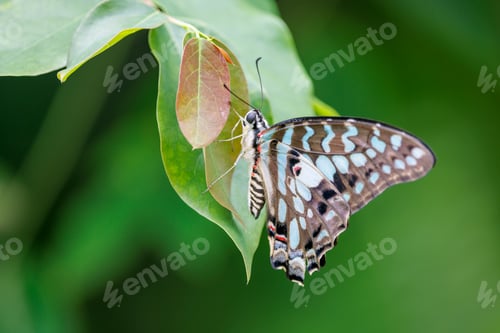Preview: Close up shot of beautiful butterfly