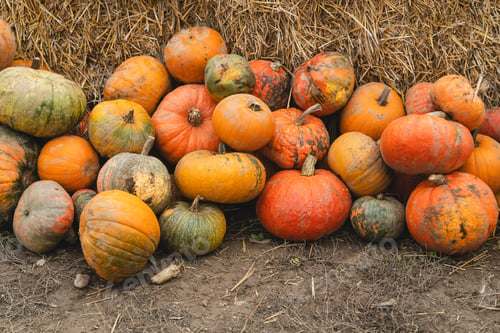 Preview: Colorful pumpkins and squashes in different varieties. Background