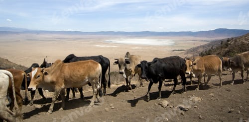 Preview: View on the Ngorongoro Crater