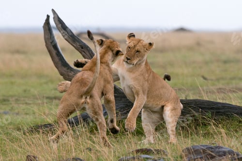Preview: Lionesses playing (Panthera leo), Masai Mara National Reserve, Kenya