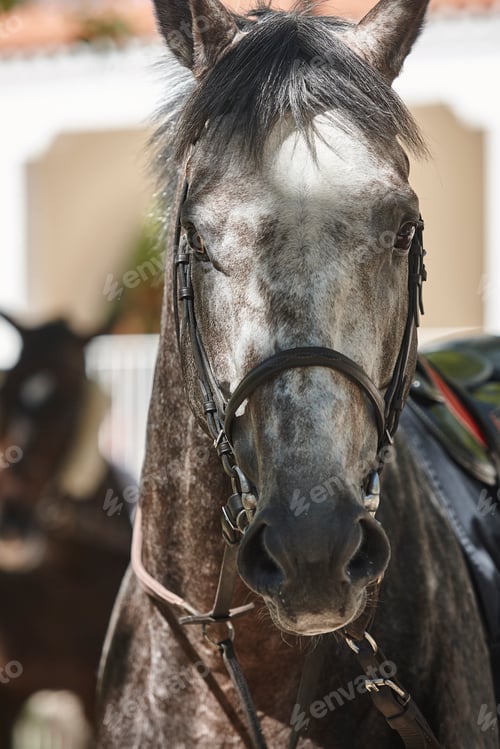 Preview: Race horse head detail. Purebred in the hippodrome. Turf
