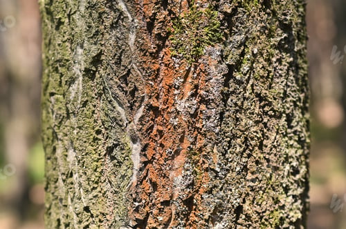 Preview: the bark of a pine tree is a close-up. background