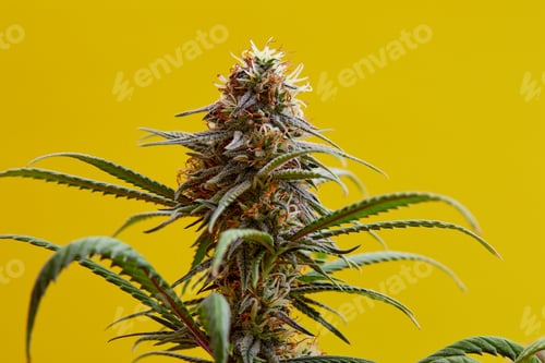 Preview: Close-up of Cannabis Bud on Yellow Background