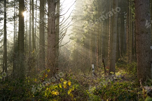 Preview: Bright midday sun spraying its rays in the foggy forest